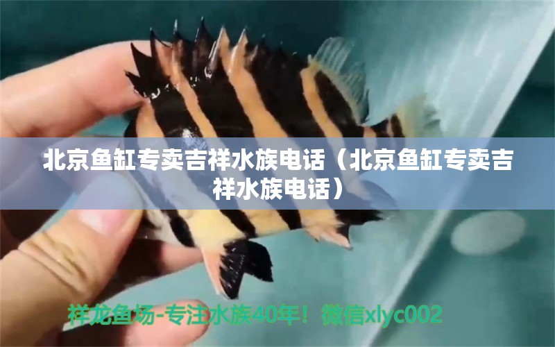 北京魚缸專賣吉祥水族電話（北京魚缸專賣吉祥水族電話） 觀賞魚市場（混養(yǎng)魚）