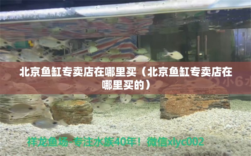 北京魚缸專賣店在哪里買（北京魚缸專賣店在哪里買的）