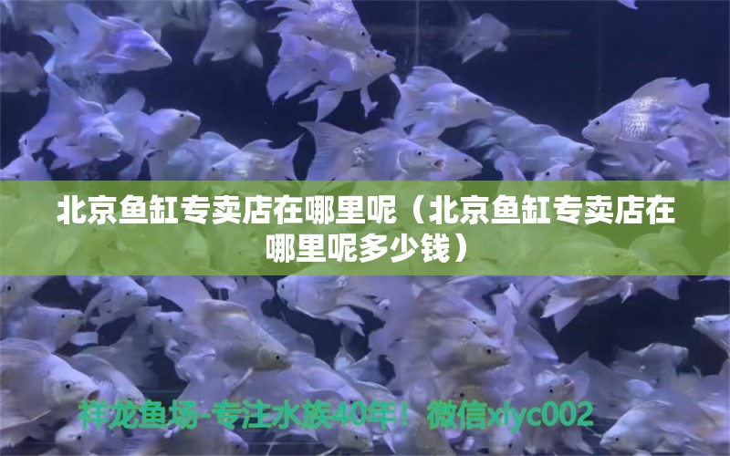 北京魚缸專賣店在哪里呢（北京魚缸專賣店在哪里呢多少錢）