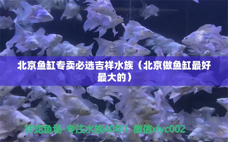 北京魚缸專賣必選吉祥水族（北京做魚缸最好最大的） 觀賞魚批發(fā)