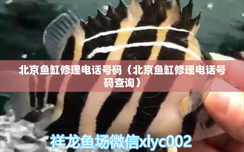 北京魚缸修理電話號碼（北京魚缸修理電話號碼查詢）