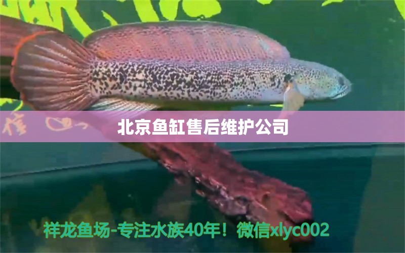 北京魚缸售后維護(hù)公司 其他品牌魚缸