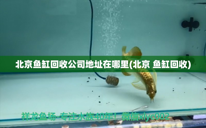 北京魚(yú)缸回收公司地址在哪里(北京 魚(yú)缸回收) 網(wǎng)上購(gòu)買(mǎi)觀賞魚(yú)