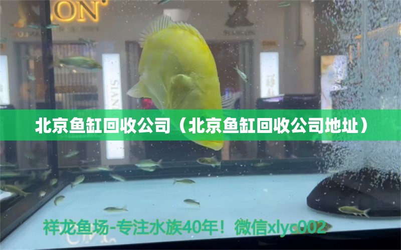 北京魚缸回收公司（北京魚缸回收公司地址） 黃寬帶蝴蝶魚