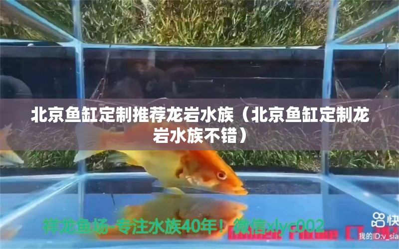 北京魚缸定制推薦龍巖水族（北京魚缸定制龍巖水族不錯(cuò)） 其他品牌魚缸