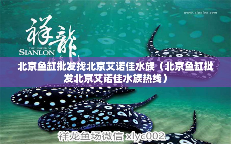 北京魚(yú)缸批發(fā)找北京艾諾佳水族（北京魚(yú)缸批發(fā)北京艾諾佳水族熱線） 其他品牌魚(yú)缸