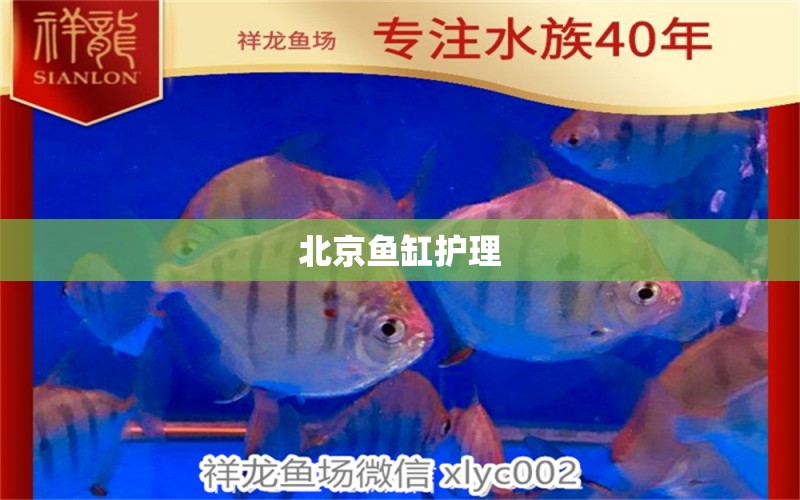 北京魚缸護(hù)理