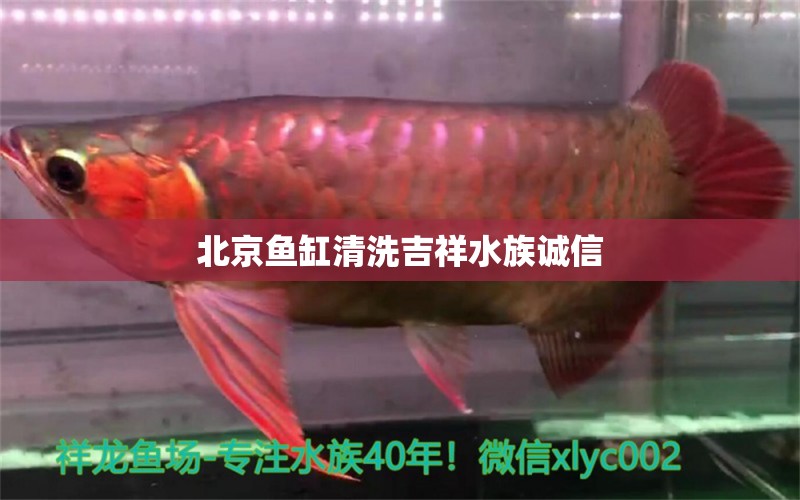 北京魚缸清洗吉祥水族誠信