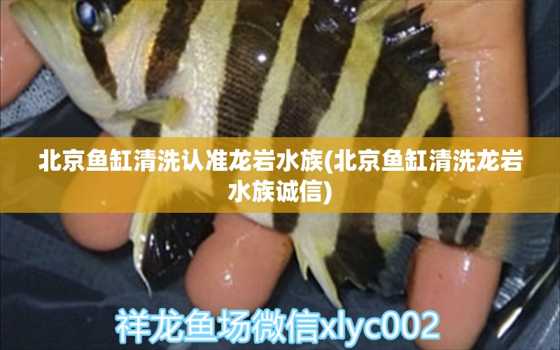 北京魚缸清洗認準龍巖水族(北京魚缸清洗龍巖水族誠信) 斯維尼關刀魚