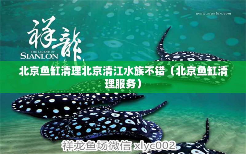 北京魚缸清理北京清江水族不錯(cuò)（北京魚缸清理服務(wù)） 祥龍水族醫(yī)院