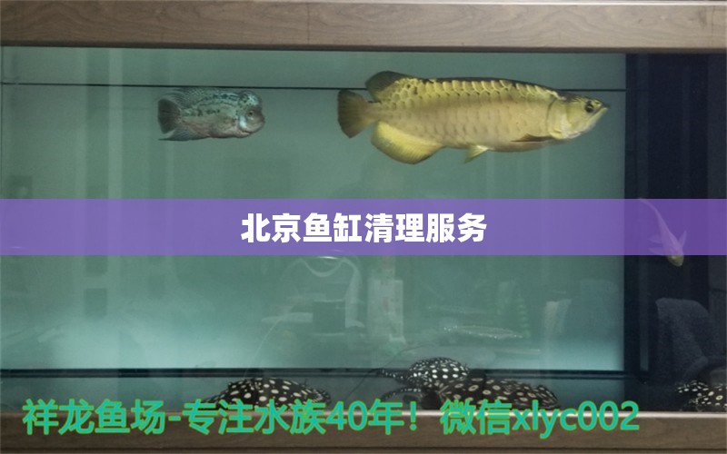 北京魚缸清理服務(wù)