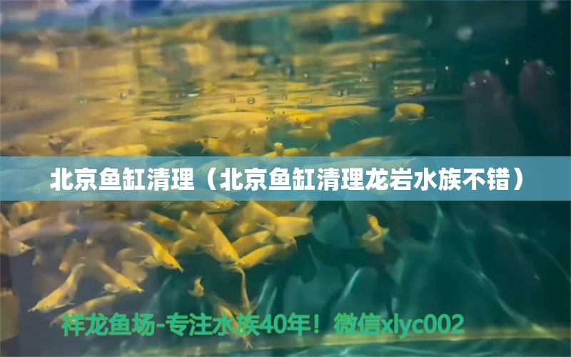 北京魚缸清理（北京魚缸清理龍巖水族不錯） 祥龍水族醫(yī)院