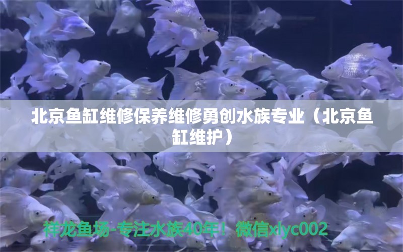 北京魚缸維修保養(yǎng)維修勇創(chuàng)水族專業(yè)（北京魚缸維護(hù)）