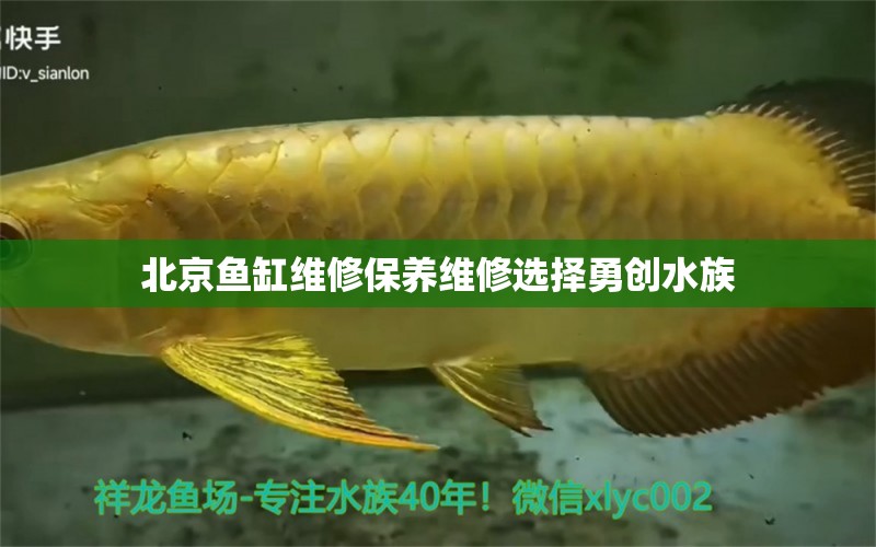 北京魚缸維修保養(yǎng)維修選擇勇創(chuàng)水族