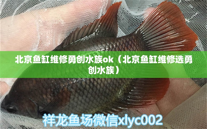 北京魚缸維修勇創(chuàng)水族ok（北京魚缸維修選勇創(chuàng)水族）