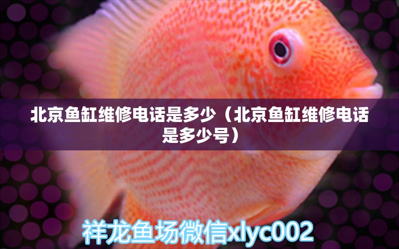 北京魚缸維修電話是多少（北京魚缸維修電話是多少號(hào)）