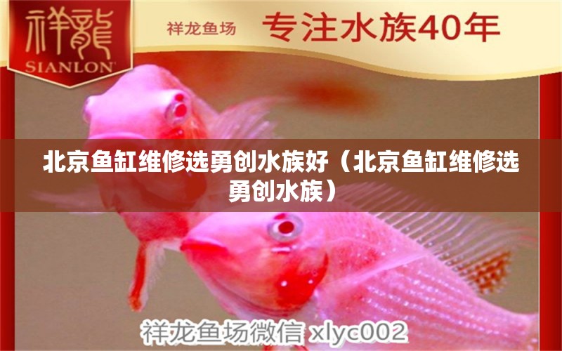 北京魚缸維修選勇創(chuàng)水族好（北京魚缸維修選勇創(chuàng)水族）