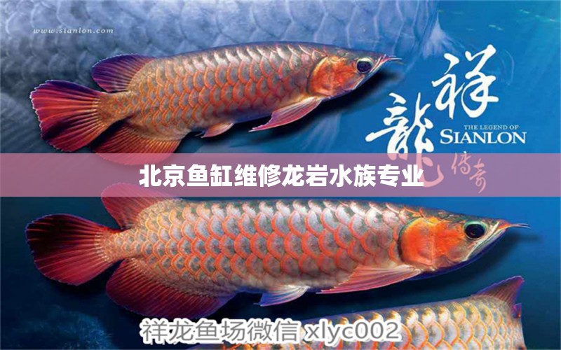 北京魚缸維修龍巖水族專業(yè)