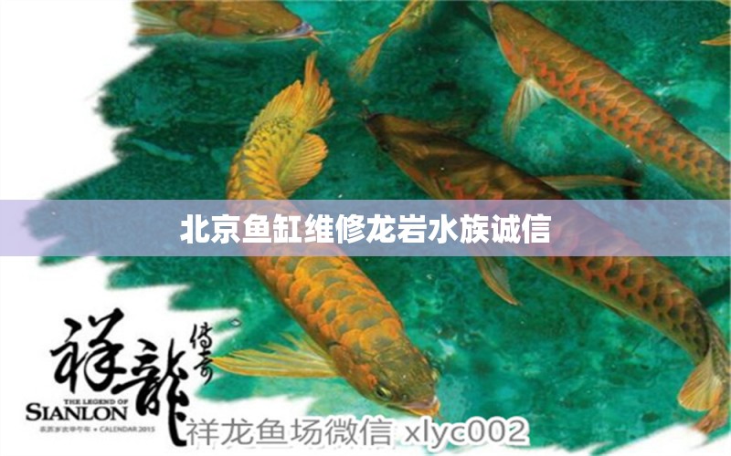 北京魚缸維修龍巖水族誠信