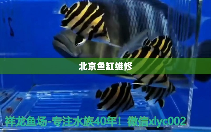 北京魚缸維修