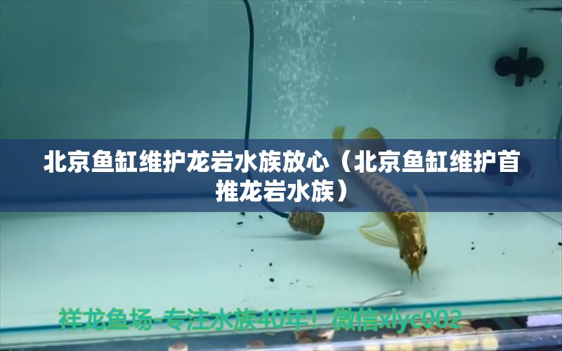 北京魚缸維護龍巖水族放心（北京魚缸維護首推龍巖水族）