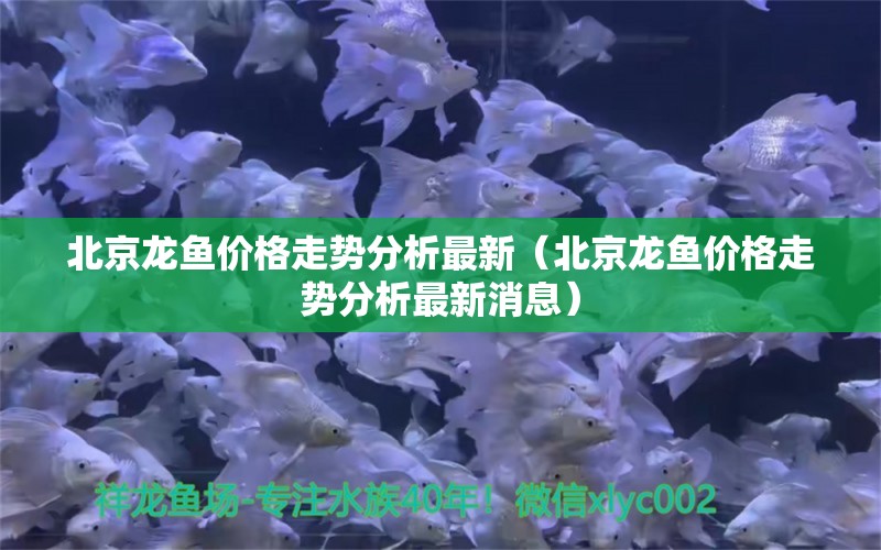 北京龍魚價(jià)格走勢(shì)分析最新（北京龍魚價(jià)格走勢(shì)分析最新消息）