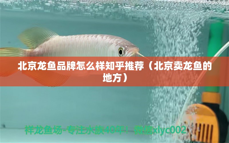 北京龍魚(yú)品牌怎么樣知乎推薦（北京賣龍魚(yú)的地方）