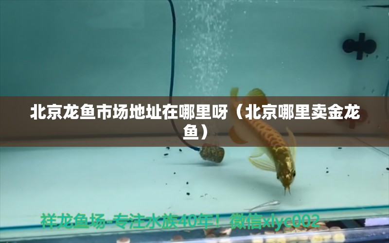 北京龍魚市場地址在哪里呀（北京哪里賣金龍魚） 觀賞魚市場（混養(yǎng)魚）