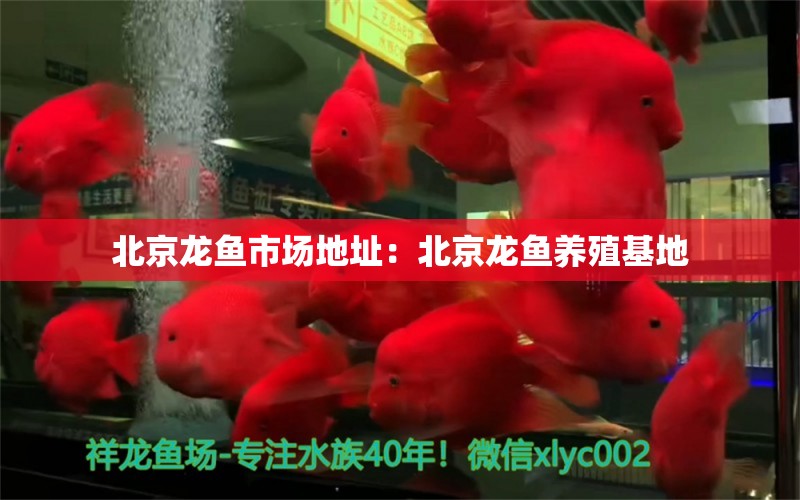 北京龍魚市場地址：北京龍魚養(yǎng)殖基地