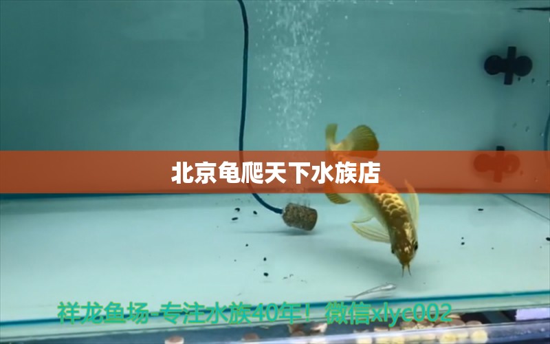 北京龜爬天下水族店