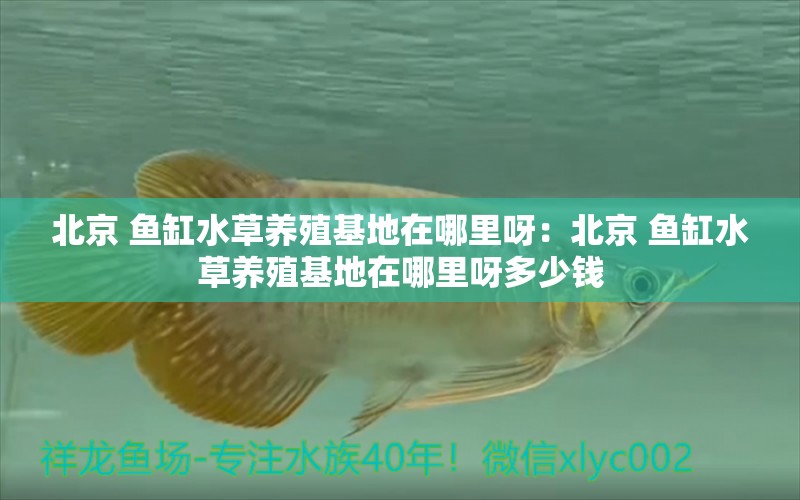 北京 魚缸水草養(yǎng)殖基地在哪里呀：北京 魚缸水草養(yǎng)殖基地在哪里呀多少錢