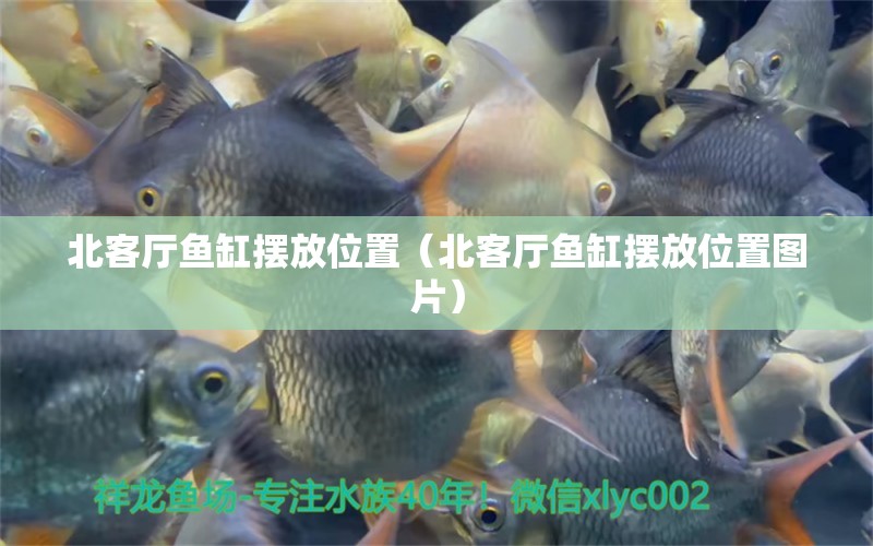 北客廳魚(yú)缸擺放位置（北客廳魚(yú)缸擺放位置圖片） 水族用品