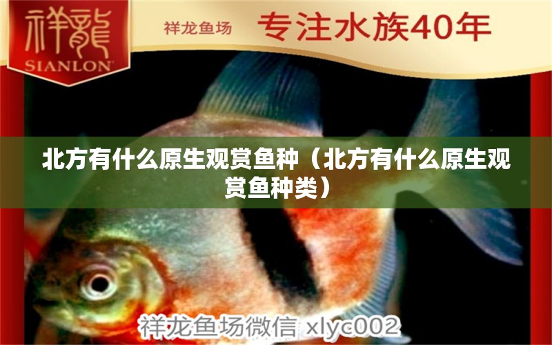 北方有什么原生觀賞魚種（北方有什么原生觀賞魚種類）