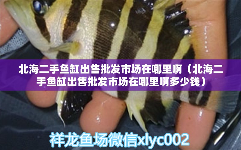 北海二手魚缸出售批發(fā)市場在哪里啊（北海二手魚缸出售批發(fā)市場在哪里啊多少錢）