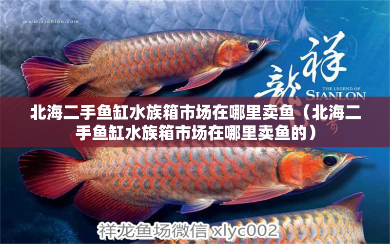 北海二手魚(yú)缸水族箱市場(chǎng)在哪里賣(mài)魚(yú)（北海二手魚(yú)缸水族箱市場(chǎng)在哪里賣(mài)魚(yú)的） 魚(yú)缸/水族箱