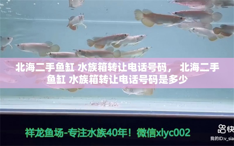 北海二手魚缸 水族箱轉(zhuǎn)讓電話號碼， 北海二手魚缸 水族箱轉(zhuǎn)讓電話號碼是多少 大正錦鯉魚