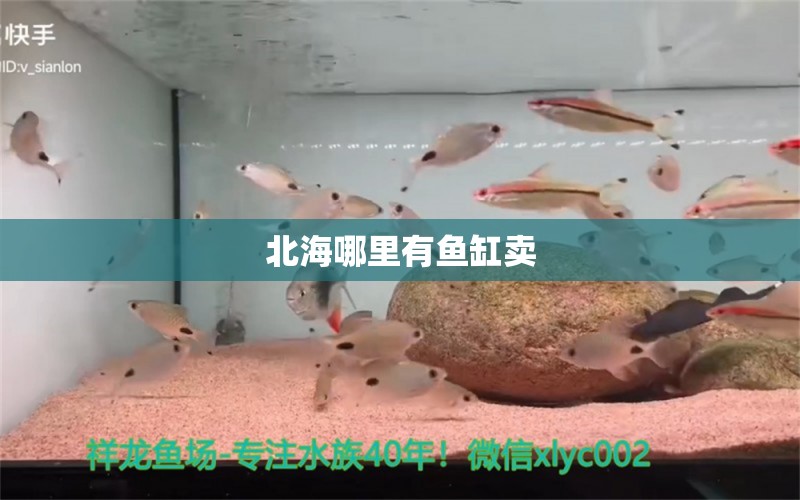 北海哪里有魚缸賣