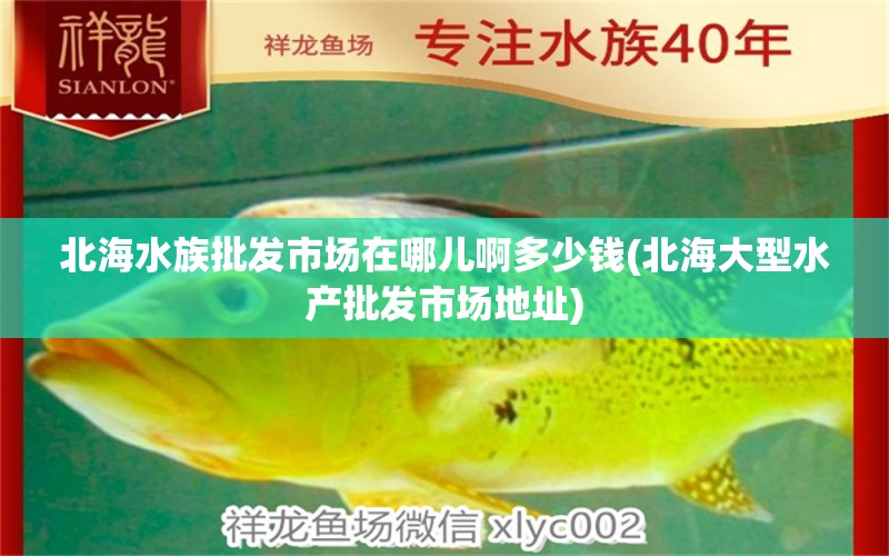 北海水族批發(fā)市場在哪兒啊多少錢(北海大型水產批發(fā)市場地址) 觀賞魚水族批發(fā)市場