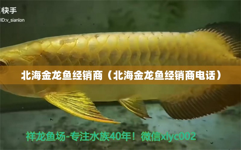 北海金龍魚(yú)經(jīng)銷(xiāo)商（北海金龍魚(yú)經(jīng)銷(xiāo)商電話）