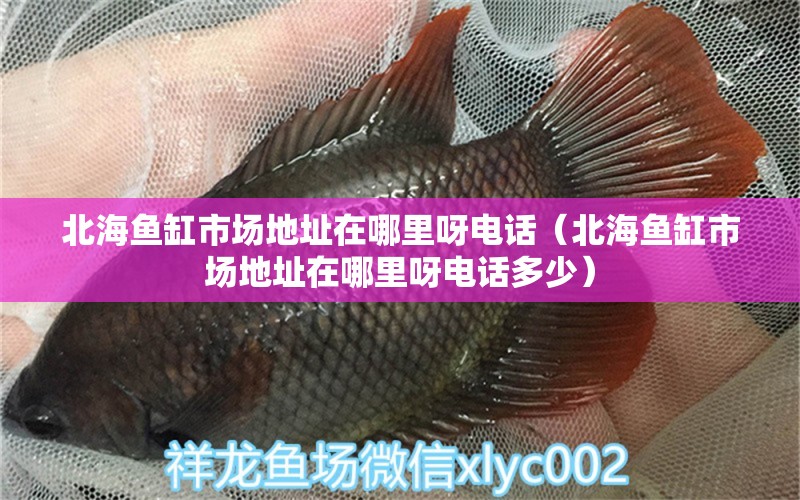 北海魚缸市場(chǎng)地址在哪里呀電話（北海魚缸市場(chǎng)地址在哪里呀電話多少）