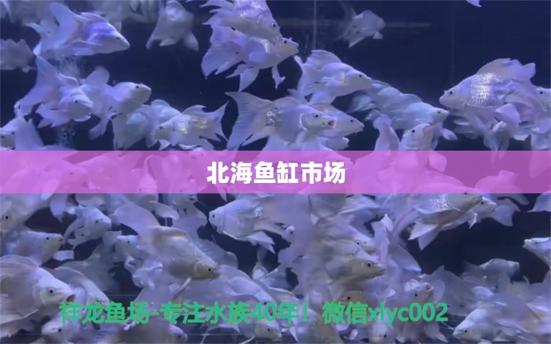 北海魚缸市場(chǎng)