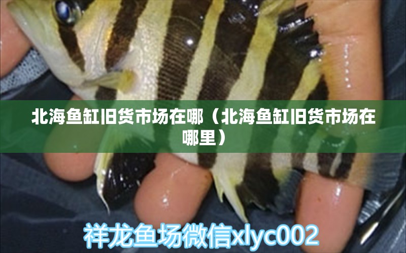 北海魚缸舊貨市場(chǎng)在哪（北海魚缸舊貨市場(chǎng)在哪里）