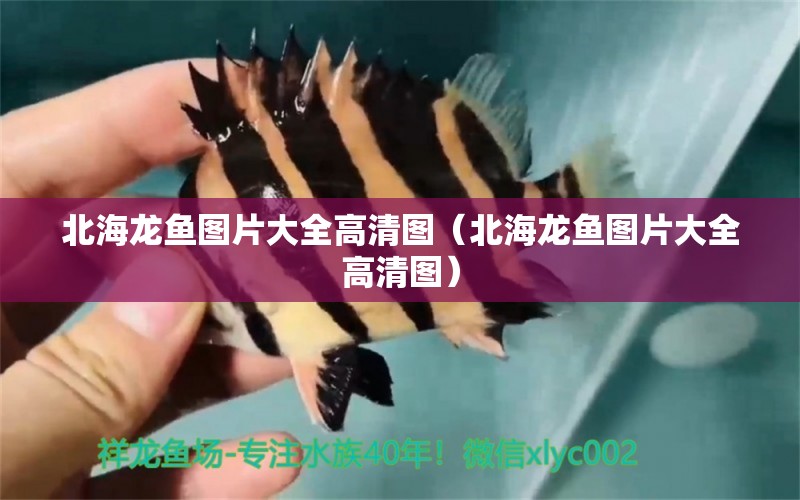 北海龍魚圖片大全高清圖（北海龍魚圖片大全高清圖）