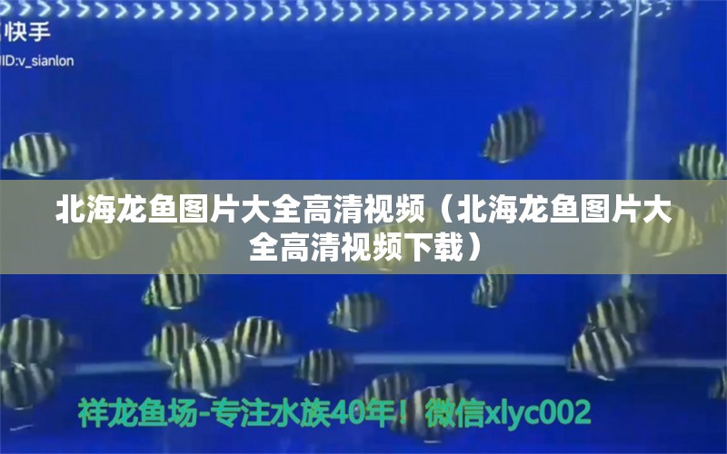 北海龍魚圖片大全高清視頻（北海龍魚圖片大全高清視頻下載）