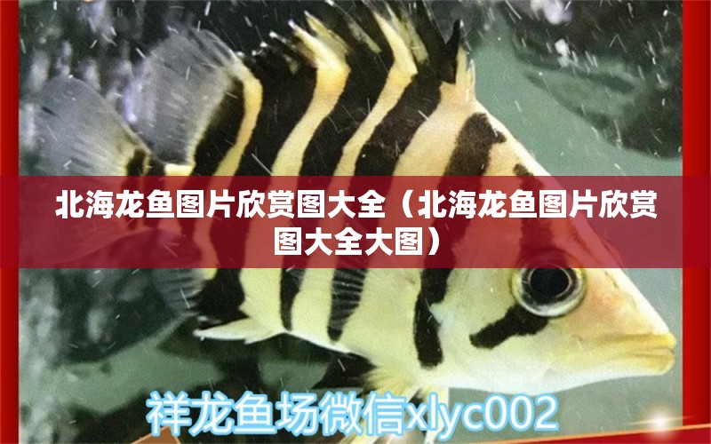 北海龍魚圖片欣賞圖大全（北海龍魚圖片欣賞圖大全大圖）