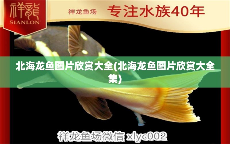 北海龍魚圖片欣賞大全(北海龍魚圖片欣賞大全集) 魟魚百科