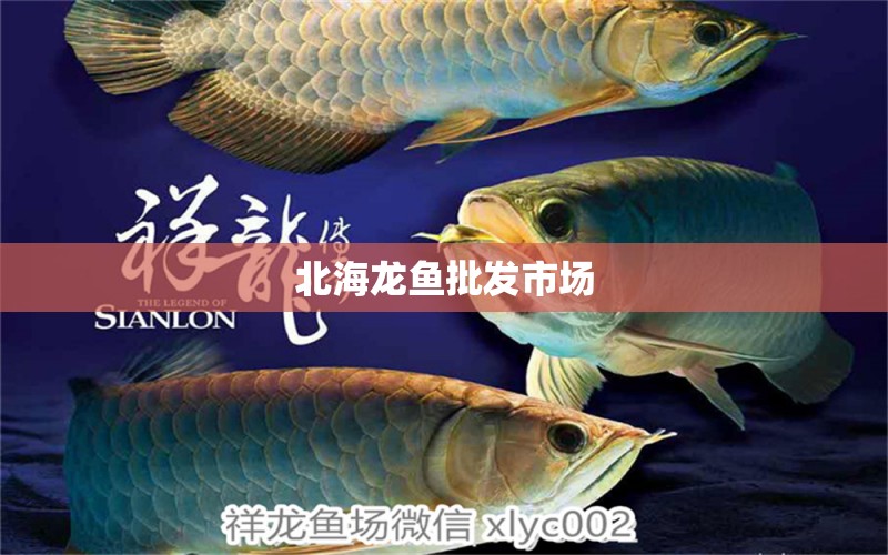 北海龍魚批發(fā)市場(chǎng)