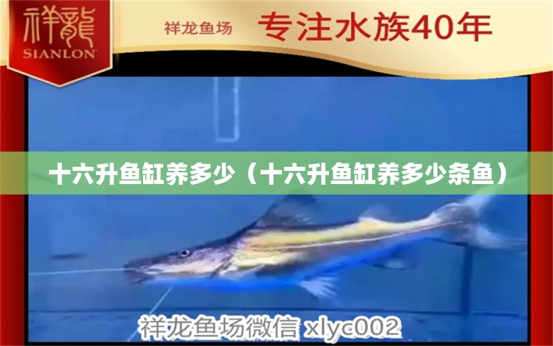 十六升魚缸養(yǎng)多少（十六升魚缸養(yǎng)多少條魚） 其他品牌魚缸