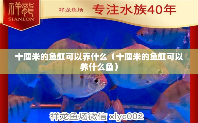 十厘米的魚(yú)缸可以養(yǎng)什么（十厘米的魚(yú)缸可以養(yǎng)什么魚(yú)） 魚(yú)缸百科