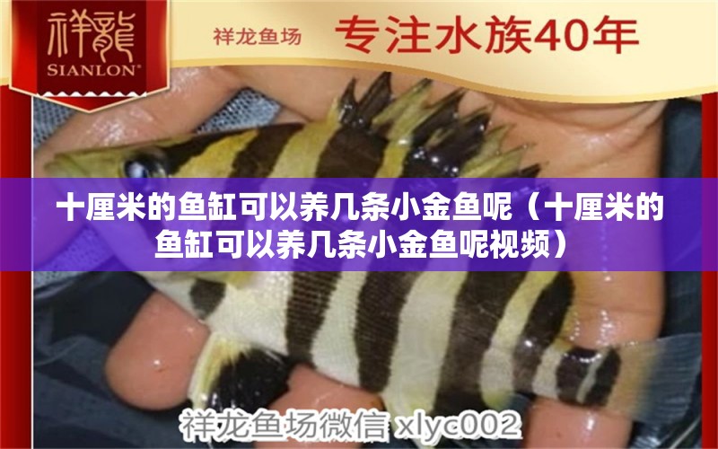 十厘米的魚(yú)缸可以養(yǎng)幾條小金魚(yú)呢（十厘米的魚(yú)缸可以養(yǎng)幾條小金魚(yú)呢視頻）